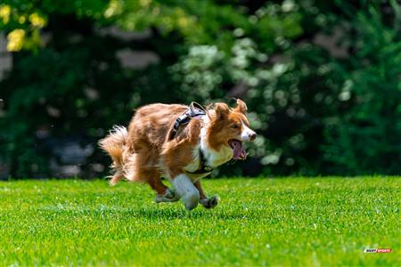 RQ 2024 - LPR2F - Westmount RC vs Montreal Irish RFC