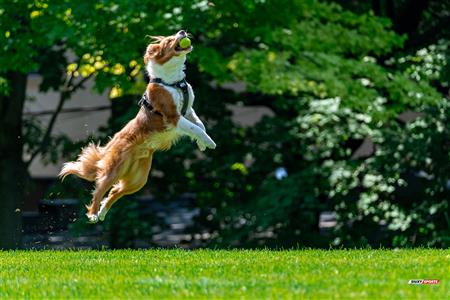 RQ 2024 - LPR2F - Westmount RC vs Montreal Irish RFC