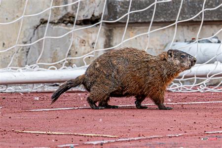 ECRC 2024 - Rugby Québec (38) vs (22) Rock Newfoundland -  Match