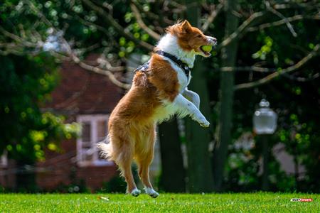 RQ 2024 - LPR2F - Westmount RC vs Montreal Irish RFC