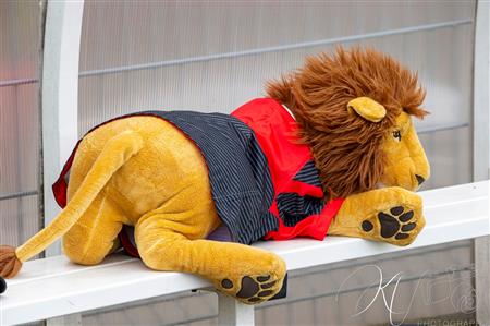 FFR 2024 Élite 1 F - FC Grenoble Amazones (23) vs (17) Stade Toulousain