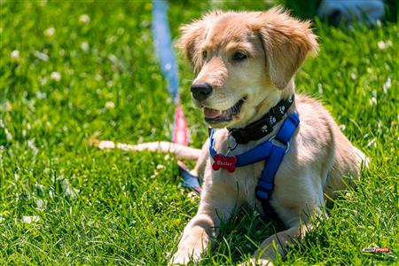RQ 2024 - Super Ligue M2 - TMR (28) vs (24) Montréal Irish - Semi Finals