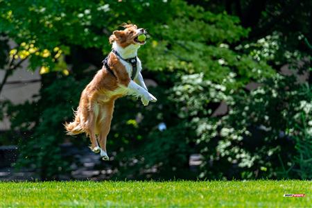 RQ 2024 - LPR2F - Westmount RC vs Montreal Irish RFC