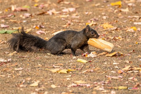 RSEQ 2024 - Rugby démi finale M - ETS (53) vs (13) UdM - 2ème mi-temps